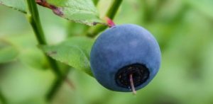 sirop de myrtille, confiture de myrtille, vinaigre de myrtille.